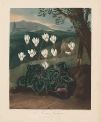 Der Tempel der Flora oder Garten der Natur: Das persische Alpenveilchen, 1799-1807