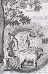 Die Art, ihren Reis zu dreschen