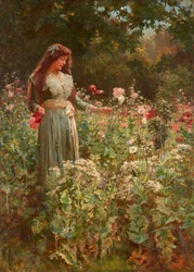 Mohnblumen sammeln
