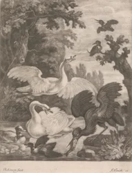 Wasservögel