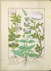 Geißblatt, Salbei und Rose, Illustration aus 