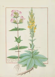 Illustration aus dem Buch der einfachen Heilmittel von Mattheaus Platearius