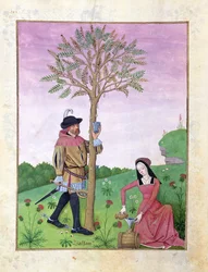 Lavendel, Nieswurz und ein Verwandter der Gurkenfamilie, Illustration aus dem Buch der einfachen Heilmittel von Mattheaus Platearius 131r