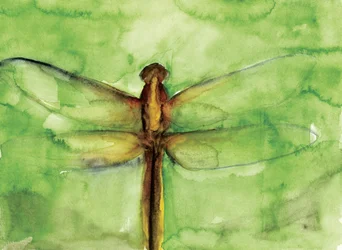 Grüne Libelle Aquarell