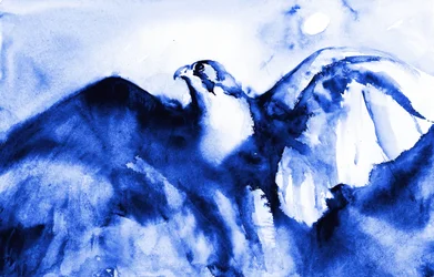 Schwebender blauer Falke