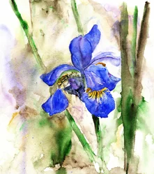 Lebendige blaue Iris