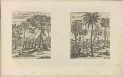 Landschaften mit Mangobäumen, Kokos- und Palmenbäumen
