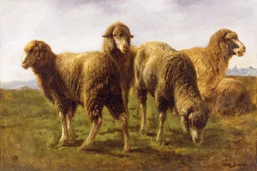 Schafe beim Grasen auf einer Wiese