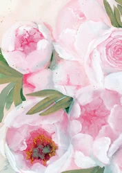 Rosa Pfingstrosen