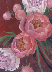 Elegante rosa Pfingstrosen