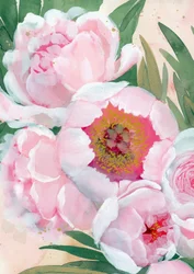 Rosa Pfingstrosenblüten
