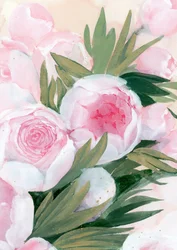 Rosa Pfingstrosenblüten