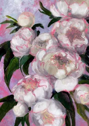 Zarte rosa Pfingstrosen