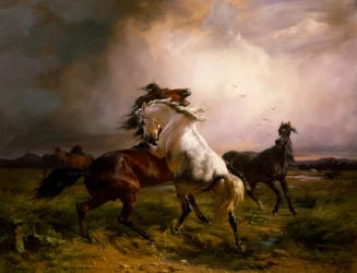 Kämpfende Wildpferde