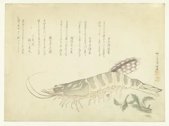 Krebs und Tintenfisch