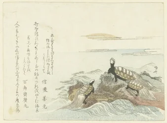 Schildkröten auf einem Felsen