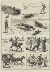 Coursing-Wettkämpfe