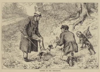 Rattenjagd in den Hecken