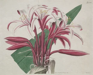 Das Botanische Magazin oder Blumengarten dargestellt: Stattliches Crinum