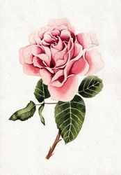 Elegante Rosa Rosenblüte