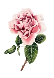 Aquarell Rosa Rose