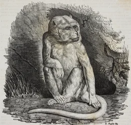 Albinoaffe im Jardin des Plantes, Botanischer Garten Paris, Frankreich, Lithographie von Salvatore Puglia aus Poliorama Pittoresco, Nr. 23, 14. Januar