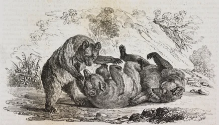 Bären von Asturien, Spanien, Lithographie von Salvatore Puglia