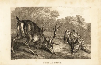 Begegnung zwischen einem Hirsch, Cervus elaphus, und einem Schneeleoparden, Panthera uncia