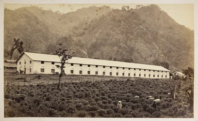Selim Teeplantage, Darjeeling, die neue Fabrik, untere Abteilung, aus 