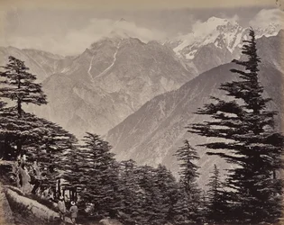 Der obere Himalaya. Blick nahe den China Mountains. Himalaya-Zedern im Vordergrund