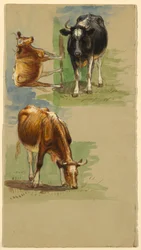 Rinder, Ochsen