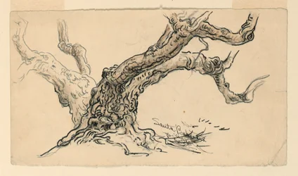 Skizzen. Sykomoren, Santa Barbara, Kalifornien, ca. 1888