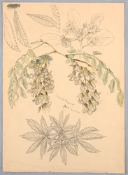 Heuschreckenblüten