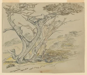 Studie alter Zypressen, Cypress Point