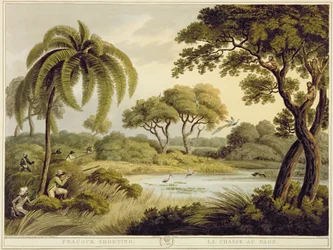 Pfauenschießen, aus Oriental Field Sports, veröffentlicht von Edward Orme, 1807
