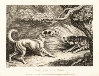 Ein Haushund in einem Halsband bietet einem verhungernden Wolf Futter an. 1811
