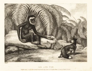 Ein schwanzloser Affe bittet einen Fuchs um einen Teil seines Schwanzes. Affe und Fuchs. 1811