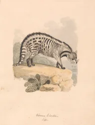 Afrikanische Zibetkatze