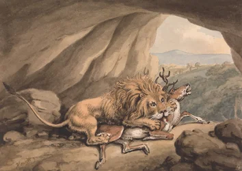 Löwe greift einen Hirsch an