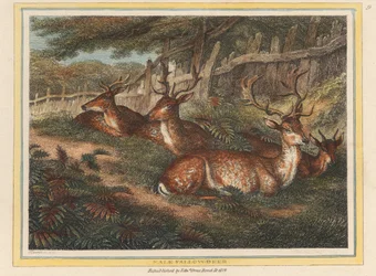 Männlicher Damhirsch