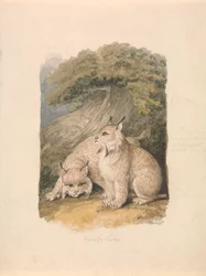 Der Kanada-Luchs aus dem Leben