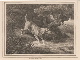Der Otterhund