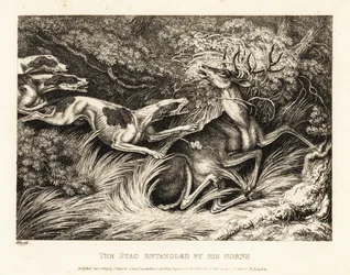 Drei Hunde greifen einen Hirsch an, der mit seinen Geweihen gefangen ist. 1811