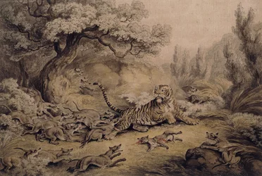 Wilde Hunde greifen einen Tiger an