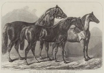 Preispferde auf der Ausstellung der Royal Agricultural Society in Leicester