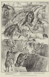 Die Ausstellung der Royal Agricultural Society in Windsor, Preisgekrönte Pferde und Rinder