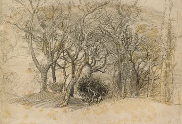 Studie von Bäumen, Clovelly Park