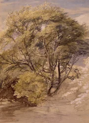 Studie einer Weide, um 1850