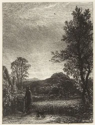 Die Feldlerche