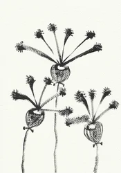 Minimalistische botanische Zeichnung
